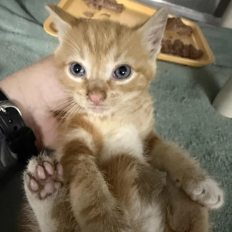A baby small-sized male Orange / Red Domestic Short Hair cat named Chalupa for adoption in Marion, VA