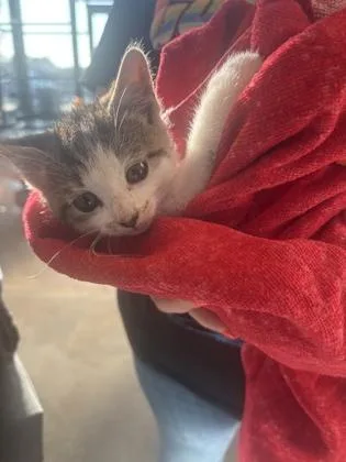 A baby small-sized female Domestic Short Hair cat named Ember for adoption in West Chester, PA