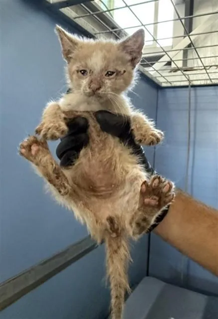 A baby small-sized male Domestic Short Hair cat named Jaspen for adoption in San Bernardino, CA