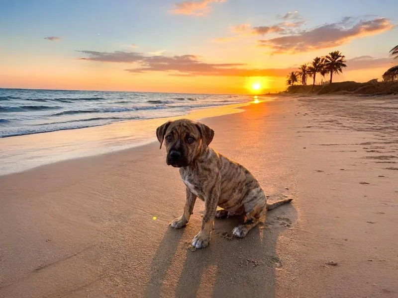 A baby small-sized female Catahoula Leopard Dog dog named Fern for adoption in Sebastian, FL