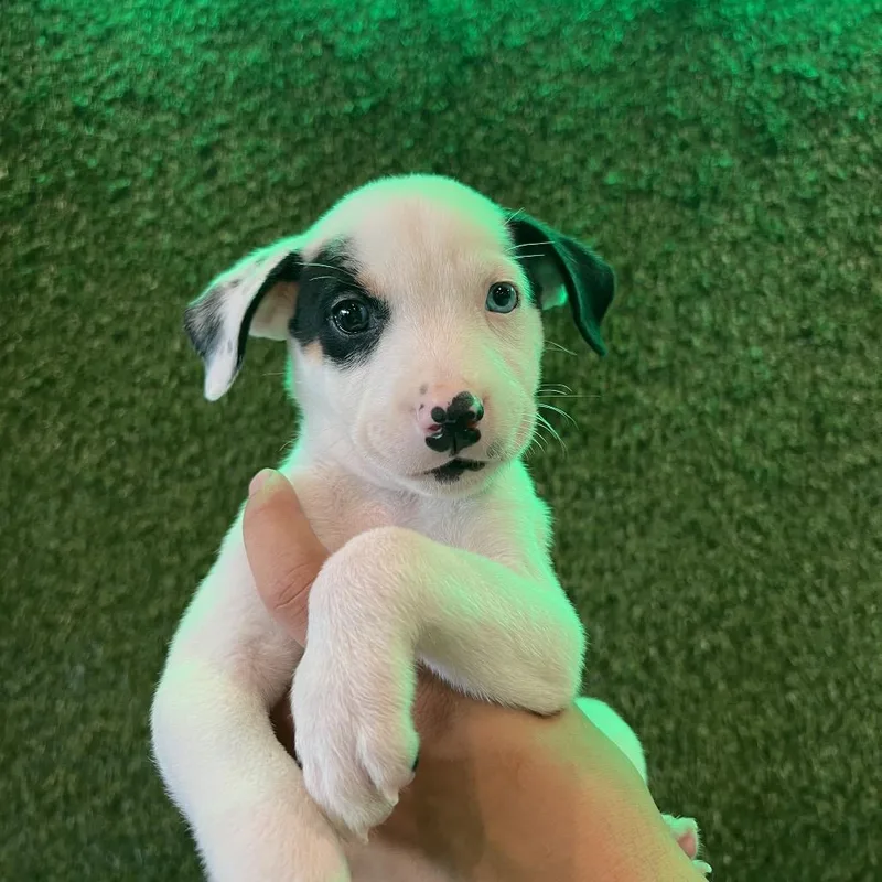 Brownie thumbnail 3