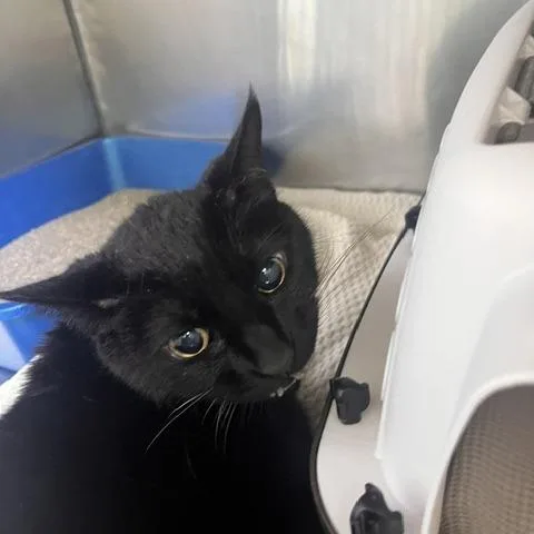 A senior medium-sized male Black Domestic Short Hair cat named Rocky for adoption in Skokie, IL