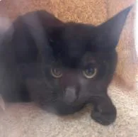 An adult medium-sized female Domestic Short Hair cat named Mills for adoption in West Chester, PA