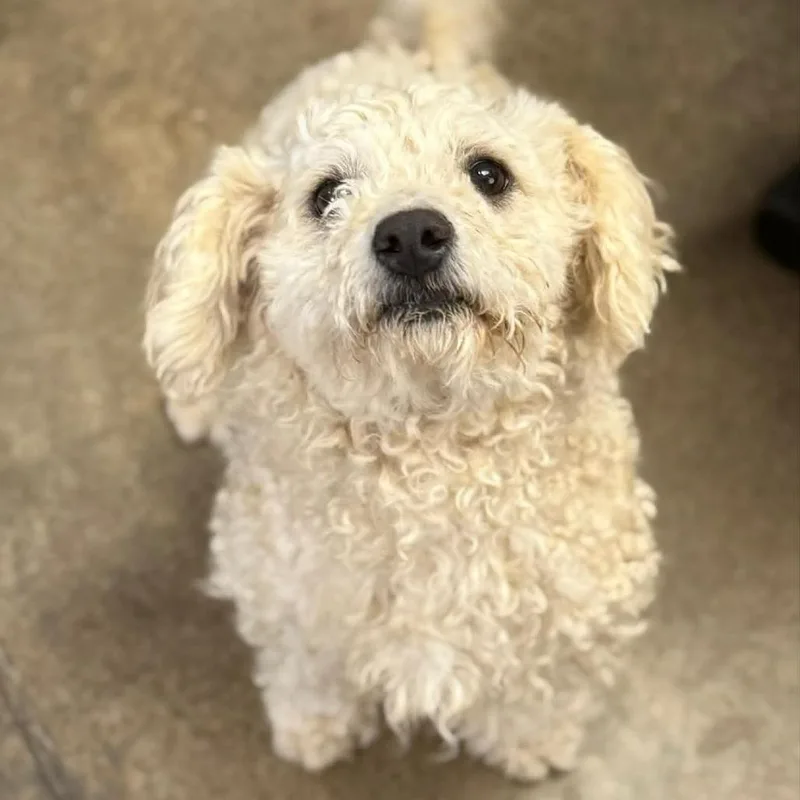 An adult small-sized female White / Cream Poodle dog named Ct Lucy for adoption in Stormville, NY