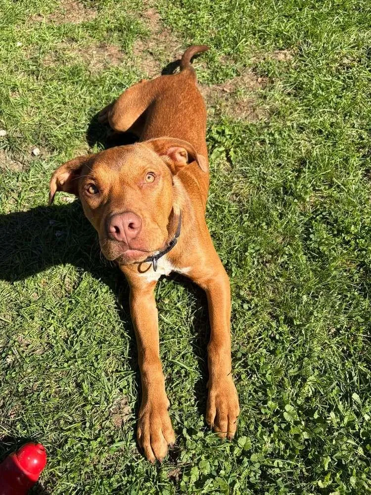 A baby medium-sized male Mixed Breed dog named Jasper for adoption in Xenia, OH