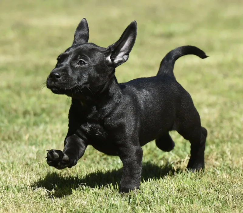 A baby small-sized male Dachshund dog named Jester for adoption in Mechanicsburg, PA