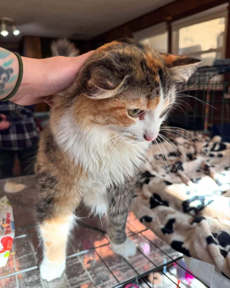 Evie Needs Diapers thumbnail 2