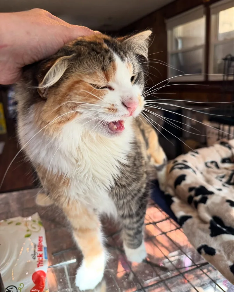 Evie Needs Diapers thumbnail 4