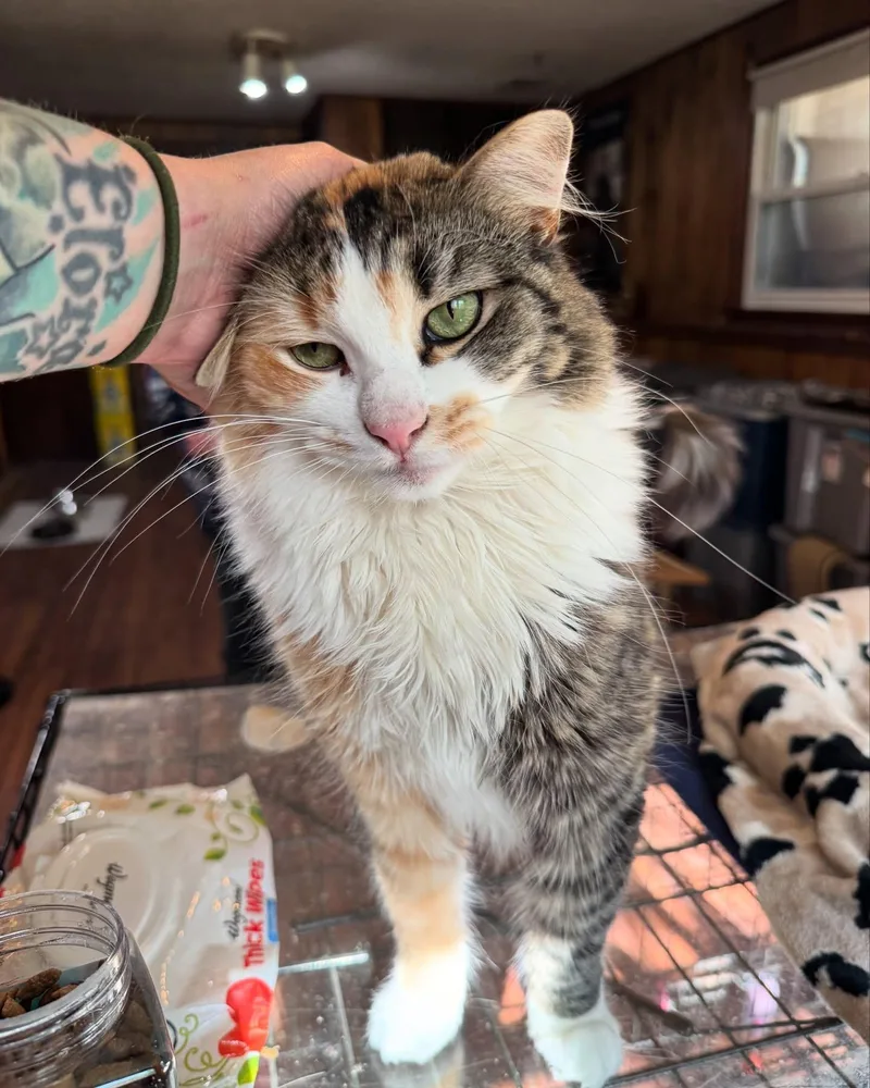 Evie Needs Diapers thumbnail 5