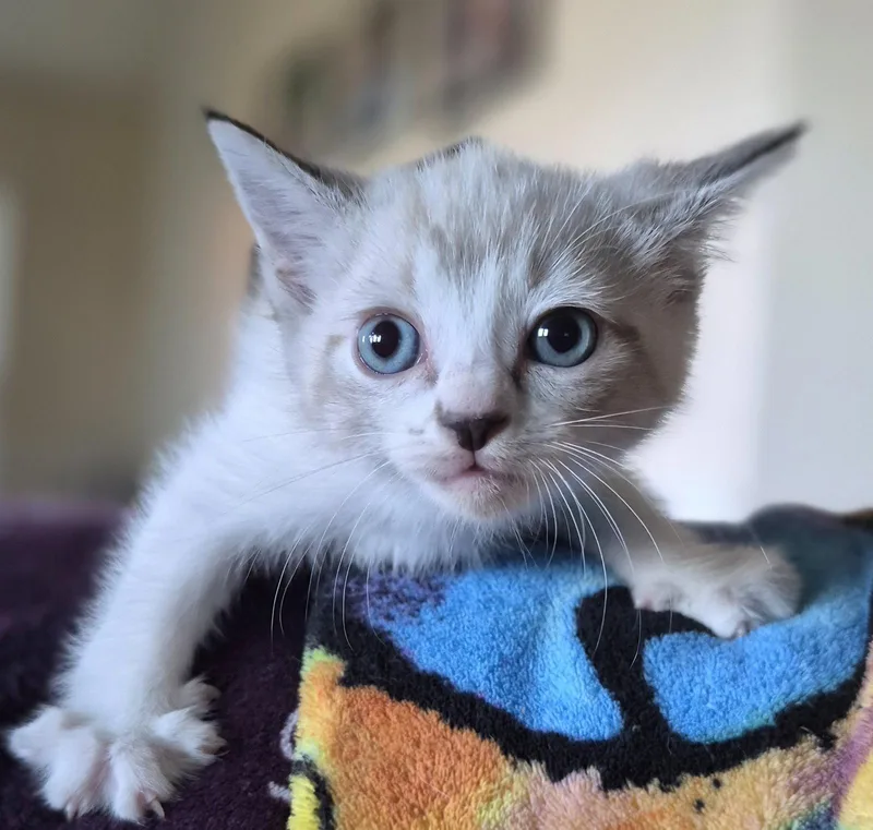 A baby medium-sized male Buff / Tan / Fawn Siamese cat named Echo for adoption in Rosenberg, TX