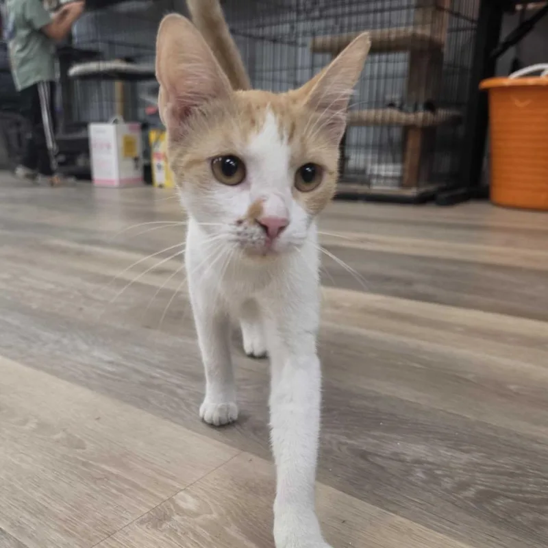A young small-sized female Orange / Red Domestic Short Hair cat named Kiki for adoption in Waco, TX