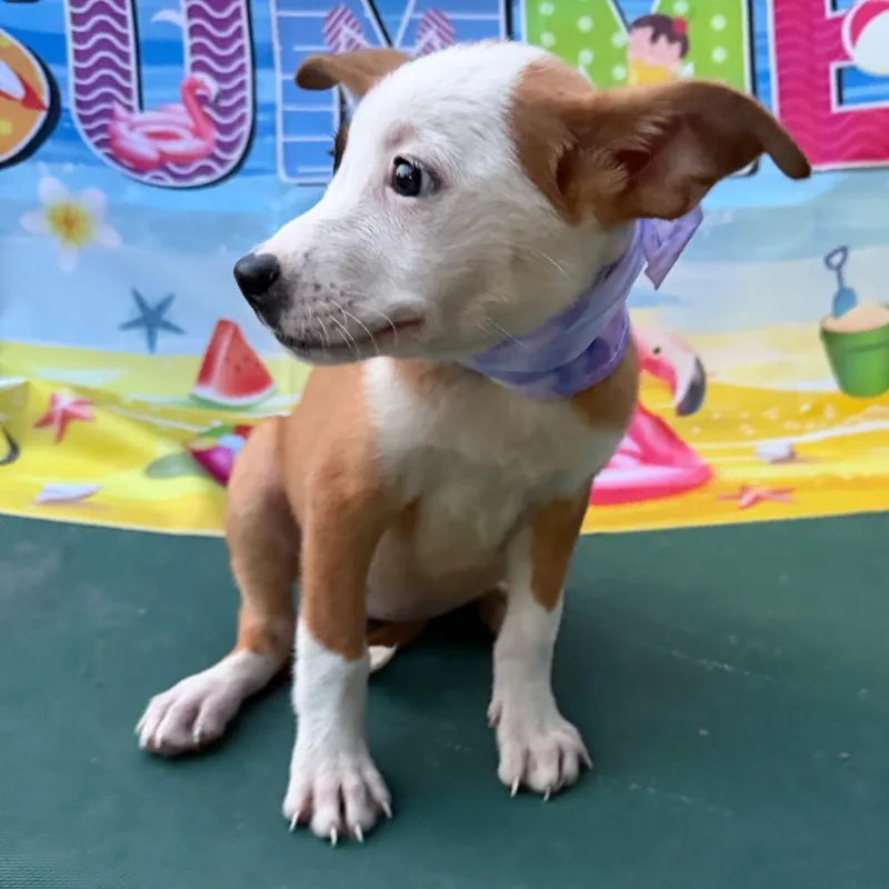 A baby small-sized female Yellow / Tan / Blond / Fawn Boxer dog named Rosie for adoption in Aledo, TX