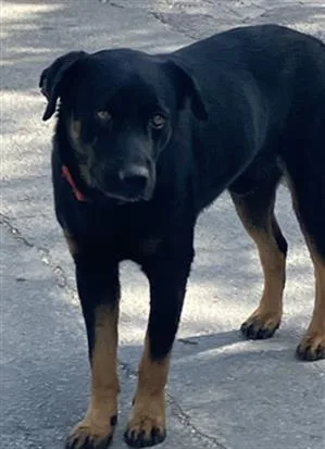 A young medium-sized male Mixed Breed dog named Dexter for adoption in Dallas, TX