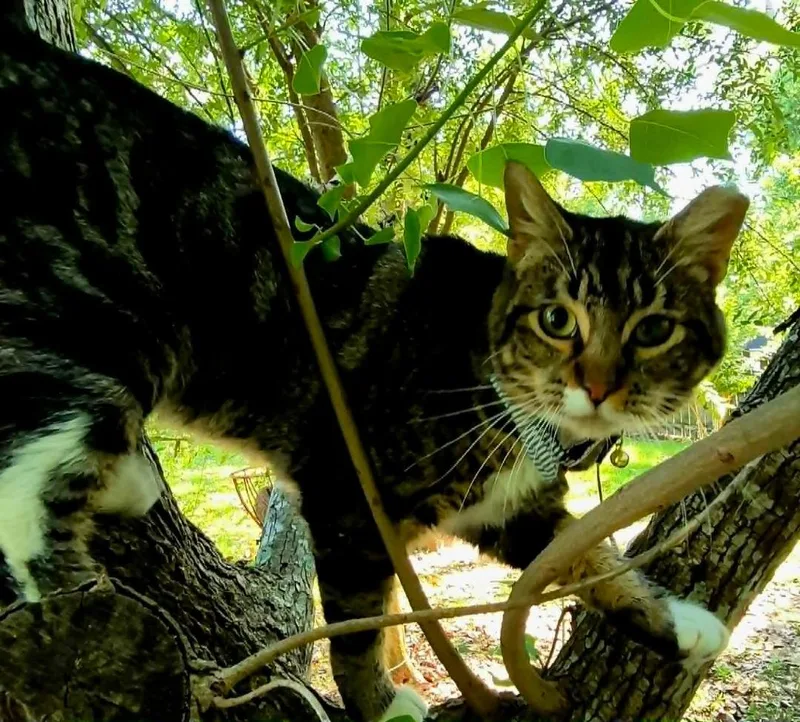 A young medium-sized male Tabby (Brown / Chocolate) Domestic Short Hair cat named Walnut for adoption in Ocean Springs, MS