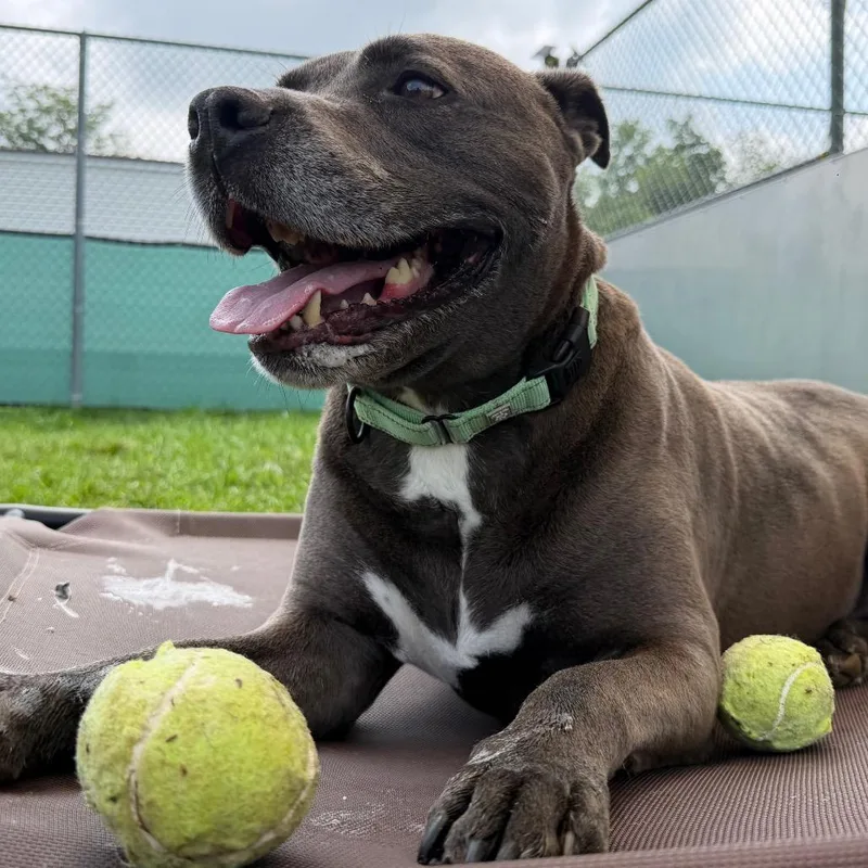 A senior large-sized male Brown / Chocolate Pit Bull Terrier dog named Port for adoption in Harrisonburg, VA