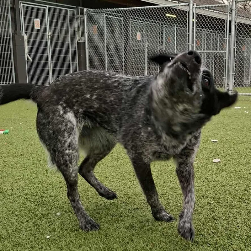An adult small-sized female Black Australian Cattle Dog / Blue Heeler dog named Bluebell for adoption in Hannibal, MO