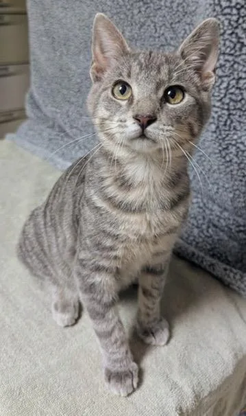 A young medium-sized male Tabby (Gray / Blue / Silver) Domestic Short Hair cat named Alby for adoption in Little Falls, MN
