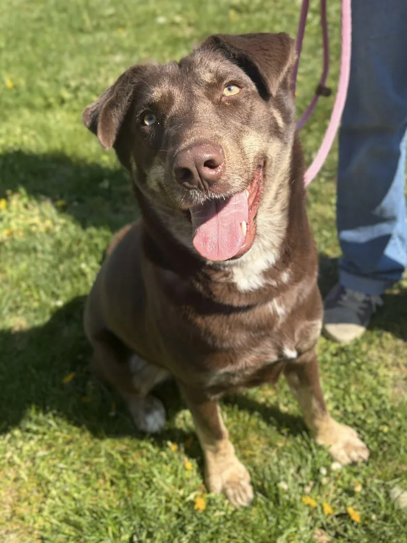 An adult large-sized male Brown / Chocolate Husky dog named Toffee for adoption in Winchester, VA