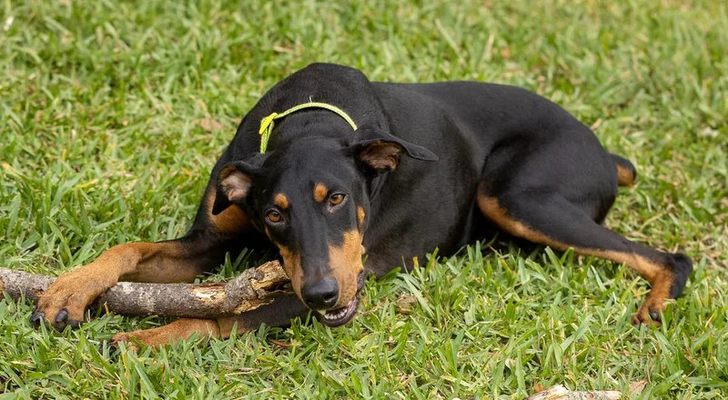 A young medium-sized female Black Doberman Pinscher dog named Java for adoption in Pearland, TX