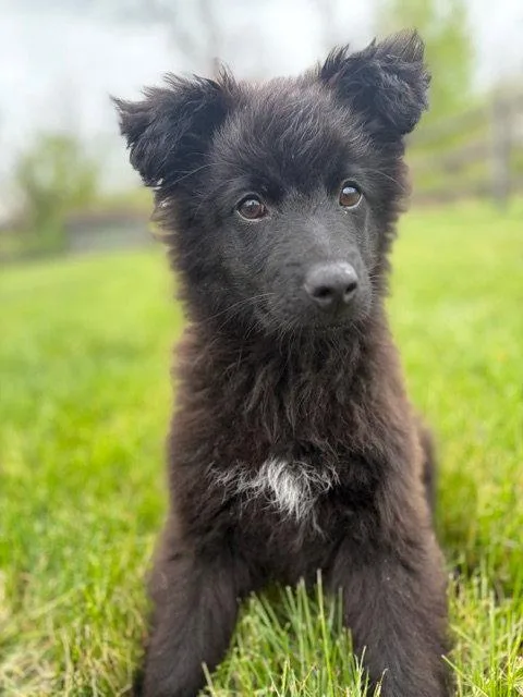 A baby medium-sized male Labrador Retriever dog named Walter for adoption in Doylestown, PA