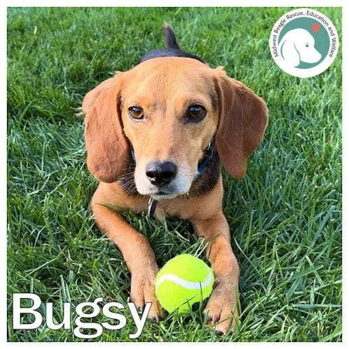 An adult small-sized male Black Beagle dog named Bugsy for adoption in Toledo, OH