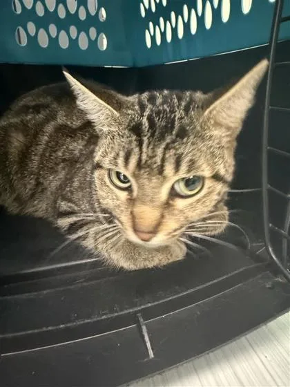 An adult small-sized female Domestic Short Hair cat named Mochi for adoption in Largo, FL