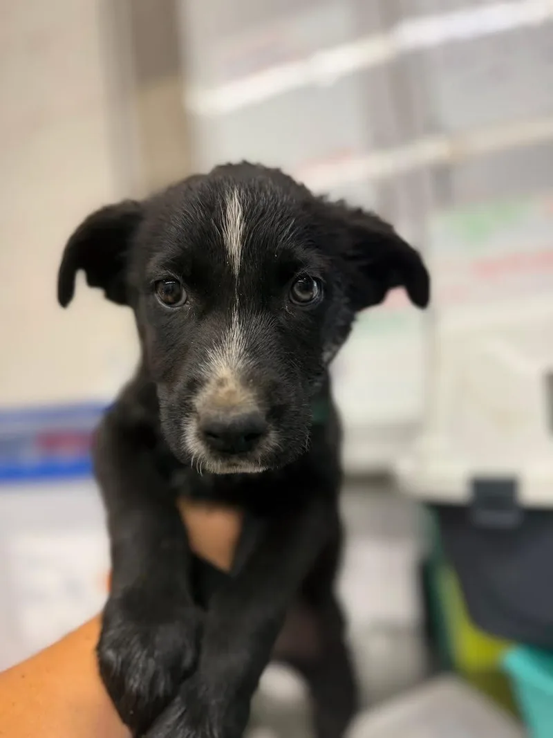A young small-sized female Black German Shepherd Dog dog named Phoebe for adoption in Oakdale, CA