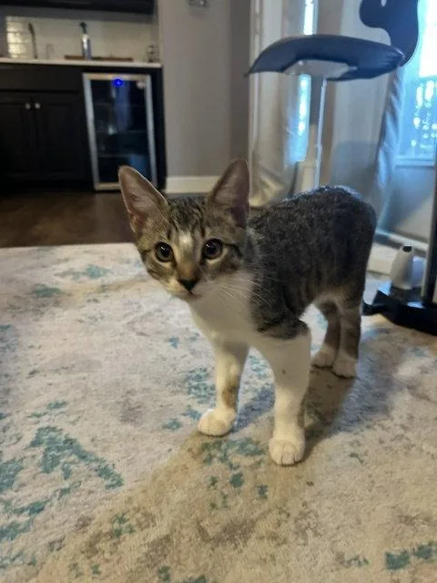 A young medium-sized male Domestic Short Hair cat named Pinto for adoption in Dripping Springs, TX