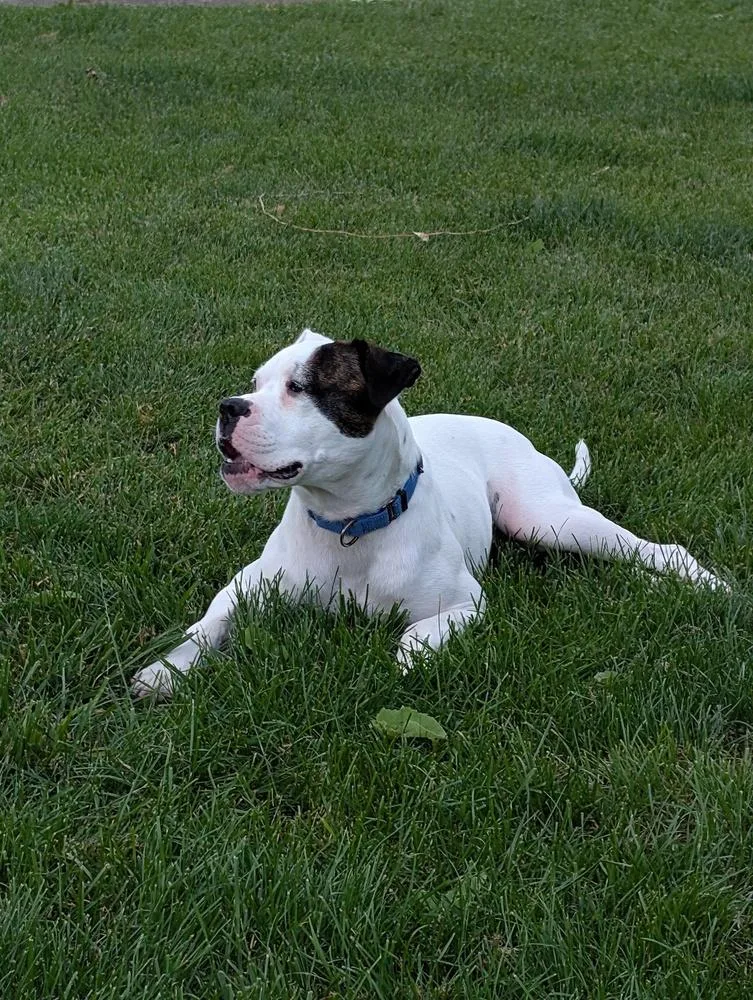 An adult large-sized male Tricolor (Brown, Black, & White) Boxer dog named Max Love for adoption in Aurora, IN