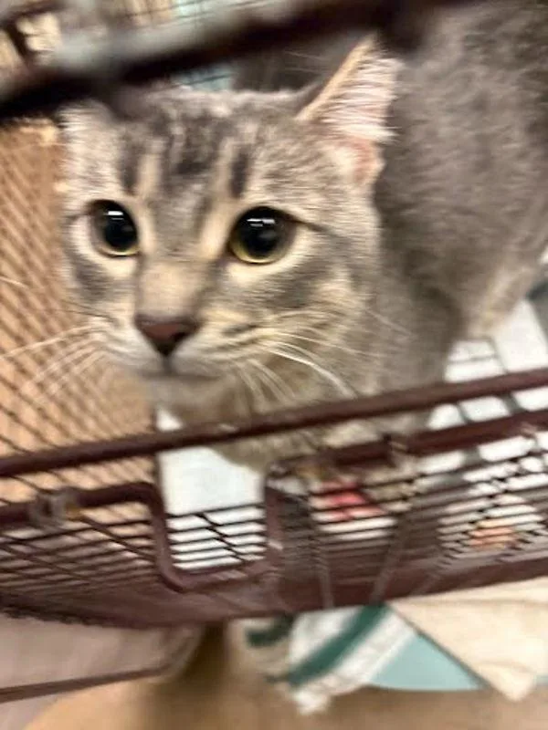 A young small-sized male Domestic Short Hair cat named Cursive for adoption in Austin, TX