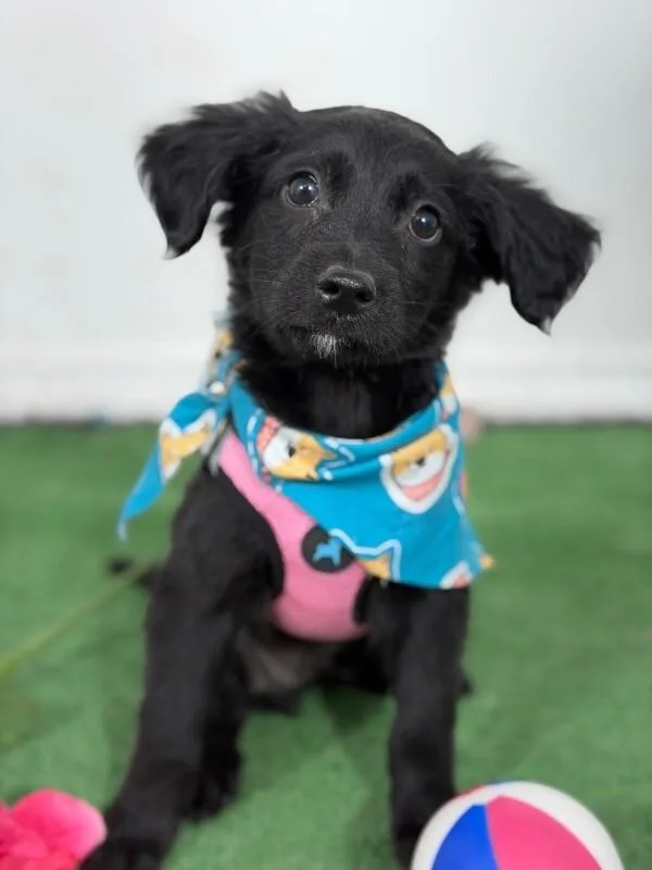 A baby small-sized male Black Schnoodle dog named Happy for adoption in Carlsbad, CA