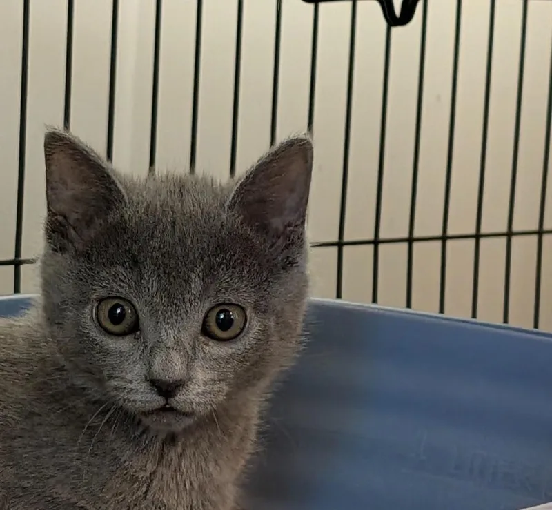 A baby medium-sized female Domestic Short Hair cat named Tinker for adoption in Shelton, WA
