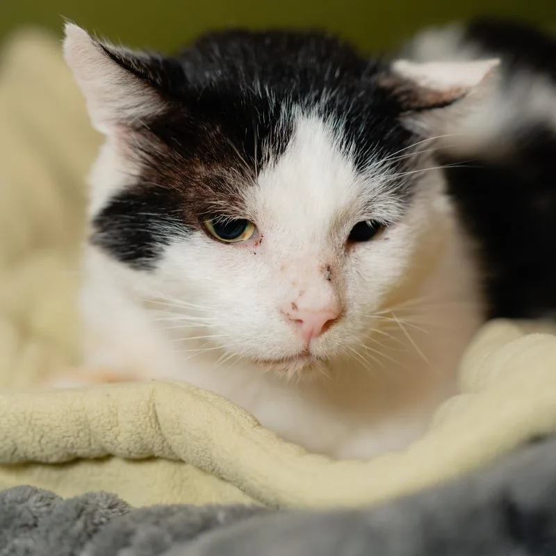 An adult medium-sized male Black Domestic Short Hair cat named Kumquat for adoption in Los Angeles, CA