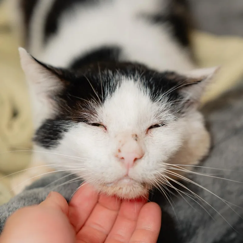 Kumquat thumbnail 2