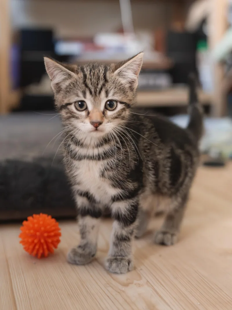A baby medium-sized male Tabby (Brown / Chocolate) Domestic Short Hair cat named Felix for adoption in New York, NY