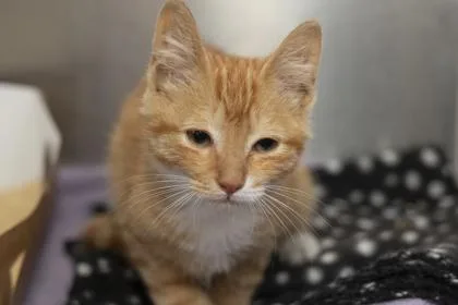 A young small-sized male Domestic Short Hair cat named B Pickles for adoption in North Charleston, SC