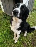 A young large-sized male Border Collie dog named Bubba for adoption in Winter Park, CO