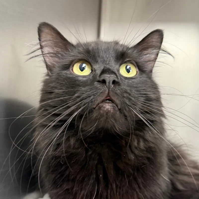 An adult large-sized male Black Domestic Long Hair cat named Montstray for adoption in Perkiomenville, PA