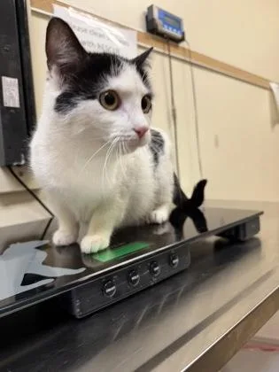 An adult small-sized female Domestic Short Hair cat named Piper for adoption in West Chester, PA