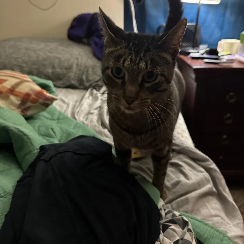 An adult large-sized male Brown / Chocolate Domestic Short Hair cat named Grand Master Oogway for adoption in Bristol, IN