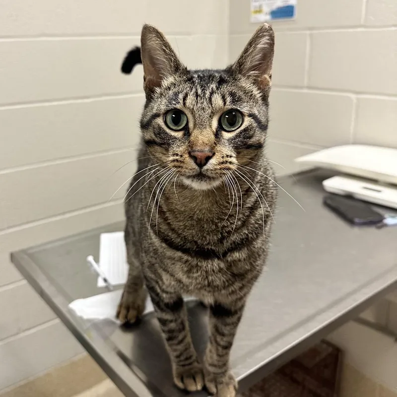 Grand Master Oogway thumbnail 2