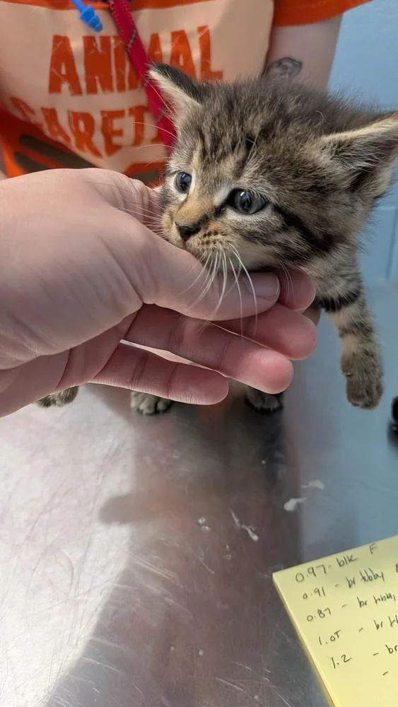 A baby small-sized female Tabby (Brown / Chocolate) Domestic Short Hair cat named Hinterwald for adoption in Evansville, IN