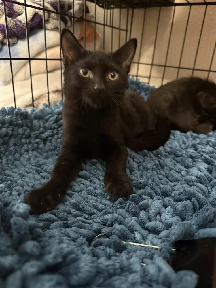 A baby small-sized male Black Domestic Short Hair cat named Lego for adoption in Orlando, FL