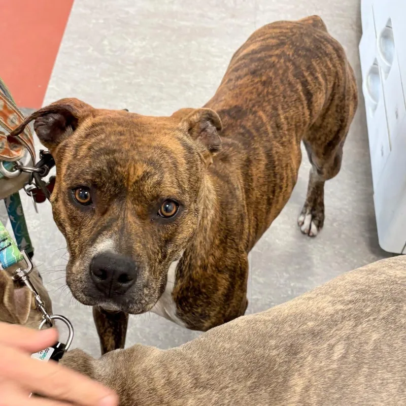 An adult medium-sized female Brindle Mixed Breed dog named Minnie for adoption in Philadelphia, PA