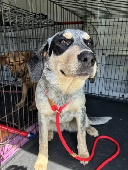 An adult medium-sized female Australian Cattle Dog / Blue Heeler dog named Rosalinda for adoption in West Memphis, AR