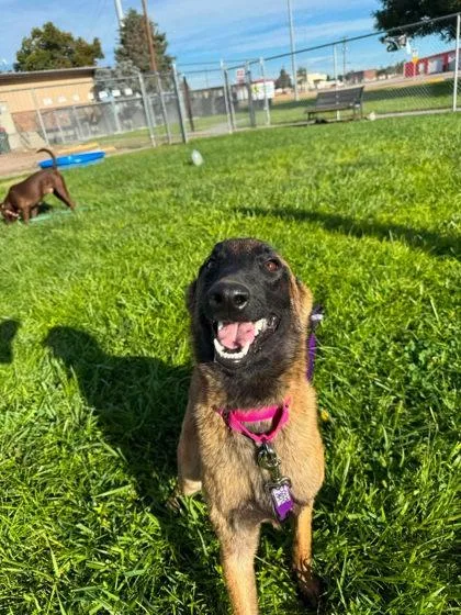 A young medium-sized female Belgian Shepherd / Malinois dog named Reba for adoption in Scottsbluff, NE