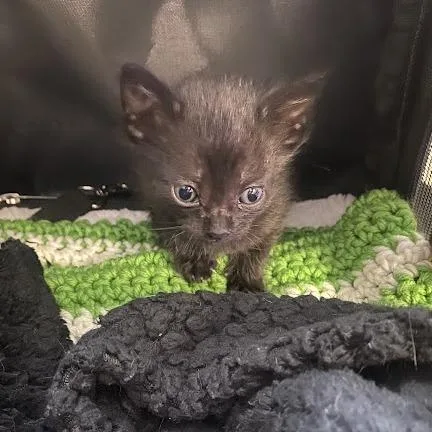 A baby small-sized male Black Domestic Short Hair cat named Iroh for adoption in South Elgin, IL