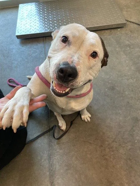An adult large-sized female Boxer dog named Nola for adoption in Tavares, FL