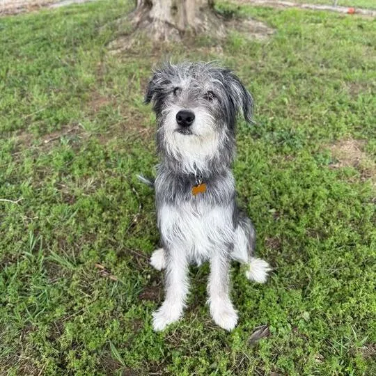 Buttermilk thumbnail 2