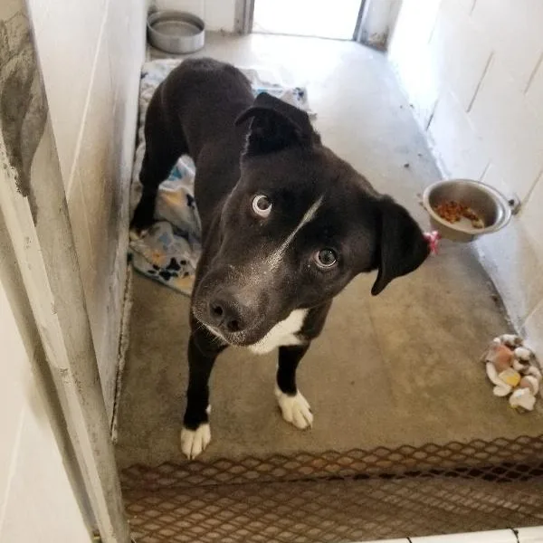 A young medium-sized male Husky dog named Sawyer for adoption in Seymour, IN